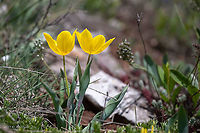 Tulipa urumoffii - Urumoff's tulip Bulgarian endemic species<br />
https://www.jungledragon.com/image/88359/tulipa_urumoffii_-_urumoffs_tulip.html<br />
https://www.jungledragon.com/image/88358/tulipa_urumoffii_-_urumoffs_tulip.html Bulgaria,Flowering Plant,Geotagged,Liliaceae,Liliales,Magnoliophyta,Monocot,Nature,Plantae,Spring,Tulipa urumoffii,Urumoff's tulip,Wildlife