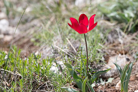 Tulipa urumoffii - Urumoff's tulip Bulgarian endemic species
https://www.jungledragon.com/image/88357/tulipa_urumoffii_-_urumoffs_tulip.html
https://www.jungledragon.com/image/88359/tulipa_urumoffii_-_urumoffs_tulip.html Bulgaria,Flowering Plant,Geotagged,Liliaceae,Liliales,Magnoliophyta,Monocot,Nature,Plantae,Spring,Tulipa urumoffii,Urumoff's tulip,Wildlife