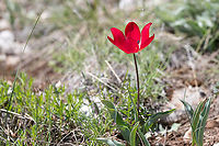 Tulipa urumoffii - Urumoff's tulip Bulgarian endemic species<br />
https://www.jungledragon.com/image/88357/tulipa_urumoffii_-_urumoffs_tulip.html<br />
https://www.jungledragon.com/image/88359/tulipa_urumoffii_-_urumoffs_tulip.html Bulgaria,Flowering Plant,Geotagged,Liliaceae,Liliales,Magnoliophyta,Monocot,Nature,Plantae,Spring,Tulipa urumoffii,Urumoff's tulip,Wildlife