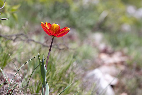 Tulipa urumoffii - Urumoff's tulip Bulgarian endemic species
https://www.jungledragon.com/image/88357/tulipa_urumoffii_-_urumoffs_tulip.html
https://www.jungledragon.com/image/88358/tulipa_urumoffii_-_urumoffs_tulip.html Bulgaria,Flowering Plant,Geotagged,Liliaceae,Liliales,Magnoliophyta,Monocot,Nature,Plantae,Spring,Tulipa urumoffii,Urumoff's tulip,Wildlife