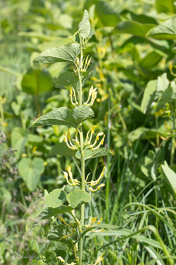 European birthwort - Aristolochia clematitis <figure class="photo"><a href="https://www.jungledragon.com/image/88379/european_birthwort_-_aristolochia_clematitis.html" title="European birthwort - Aristolochia clematitis"><img src="https://s3.amazonaws.com/media.jungledragon.com/images/1332/88379_thumb.jpg?AWSAccessKeyId=05GMT0V3GWVNE7GGM1R2&Expires=1769040010&Signature=rnDSA6IJ2Kiy7buFVlKRgWiK5Jc%3D" width="200" height="134" alt="European birthwort - Aristolochia clematitis https://www.jungledragon.com/image/88378/european_birthwort_-_aristolochia_clematitis.html Aristolochia clematitis,Aristolochiaceae,Croatia,Eudicot,Europe,European birthwort,Flowering Plant,Geotagged,Jelas polje,Magnoliophyta,Nature,Piperales,Plantae,Spring,Wildlife" /></a></figure> Aristolochia clematitis,Aristolochiaceae,Croatia,Eudicot,Europe,European birthwort,Flowering Plant,Geotagged,Jelas polje,Magnoliophyta,Nature,Piperales,Plantae,Spring,Wildlife