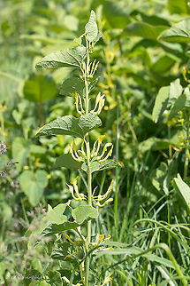 European birthwort - Aristolochia clematitis https://www.jungledragon.com/image/88379/european_birthwort_-_aristolochia_clematitis.html Aristolochia clematitis,Aristolochiaceae,Croatia,Eudicot,Europe,European birthwort,Flowering Plant,Geotagged,Jelas polje,Magnoliophyta,Nature,Piperales,Plantae,Spring,Wildlife