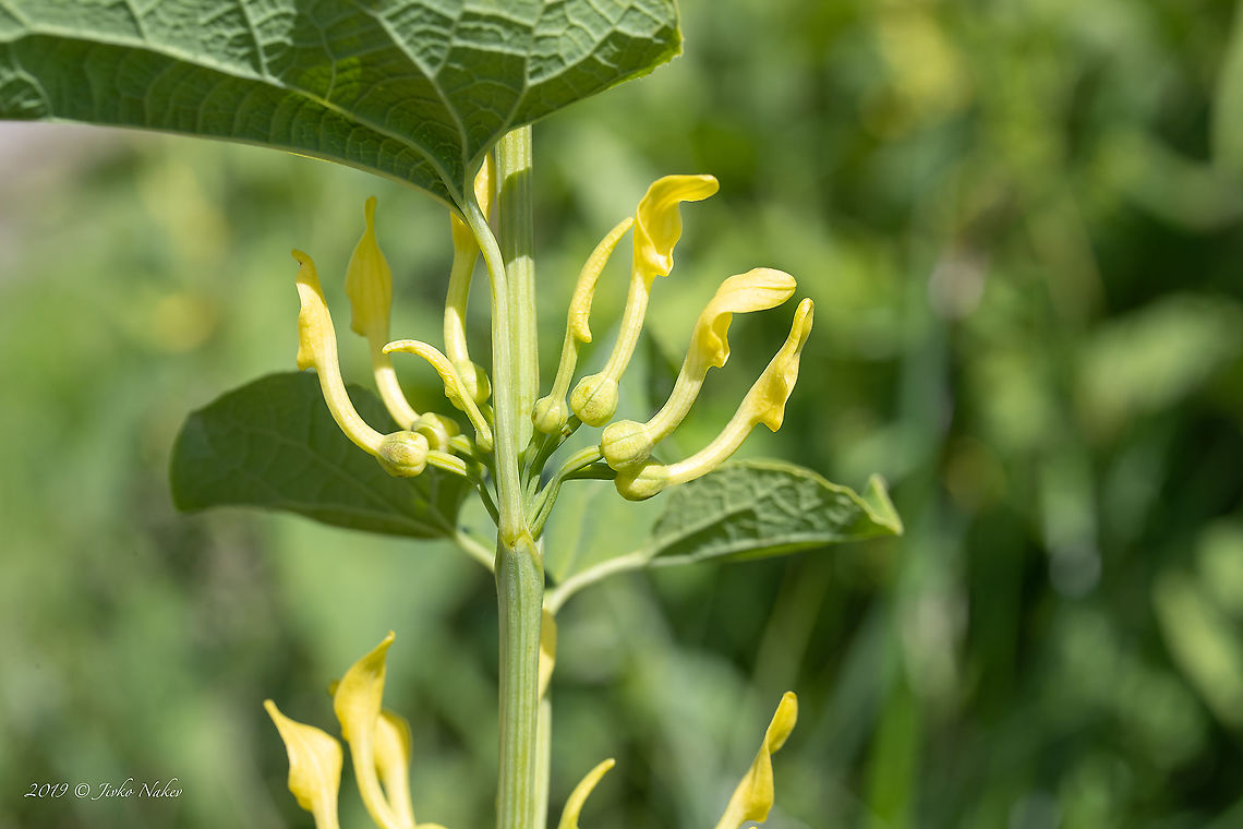 European birthwort - Aristolochia clematitis <figure class="photo"><a href="https://www.jungledragon.com/image/88378/european_birthwort_-_aristolochia_clematitis.html" title="European birthwort - Aristolochia clematitis"><img src="https://s3.amazonaws.com/media.jungledragon.com/images/1332/88378_thumb.jpg?AWSAccessKeyId=05GMT0V3GWVNE7GGM1R2&Expires=1769040010&Signature=IEkROqClbBwrUpN%2F1T%2BB7QXYM7g%3D" width="102" height="152" alt="European birthwort - Aristolochia clematitis https://www.jungledragon.com/image/88379/european_birthwort_-_aristolochia_clematitis.html Aristolochia clematitis,Aristolochiaceae,Croatia,Eudicot,Europe,European birthwort,Flowering Plant,Geotagged,Jelas polje,Magnoliophyta,Nature,Piperales,Plantae,Spring,Wildlife" /></a></figure> Aristolochia clematitis,Aristolochiaceae,Croatia,Eudicot,Europe,European birthwort,Flowering Plant,Geotagged,Jelas polje,Magnoliophyta,Nature,Piperales,Plantae,Spring,Wildlife