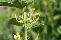 European birthwort - Aristolochia clematitis https://www.jungledragon.com/image/88378/european_birthwort_-_aristolochia_clematitis.html Aristolochia clematitis,Aristolochiaceae,Croatia,Eudicot,Europe,European birthwort,Flowering Plant,Geotagged,Jelas polje,Magnoliophyta,Nature,Piperales,Plantae,Spring,Wildlife