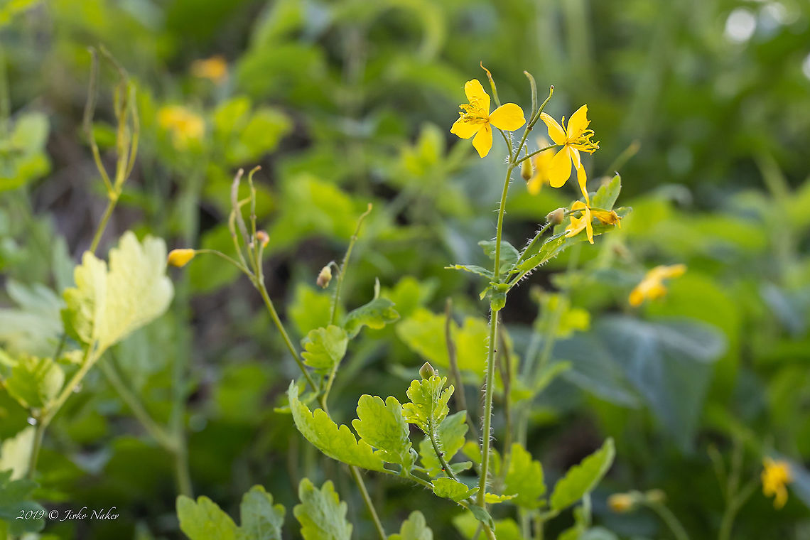 Nipplewort - Chelidonium majus  Chelidonium majus,Croatia,Eudicot,Europe,Flowering Plant,Geotagged,Greater celandine,Jelas polje,Magnoliophyta,Nature,Nipplewort,Papaveraceae,Plantae,Ranunculales,Spring,Wildlife