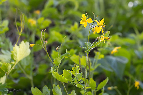 Nipplewort - Chelidonium majus  Chelidonium majus,Croatia,Eudicot,Europe,Flowering Plant,Geotagged,Greater celandine,Jelas polje,Magnoliophyta,Nature,Nipplewort,Papaveraceae,Plantae,Ranunculales,Spring,Wildlife