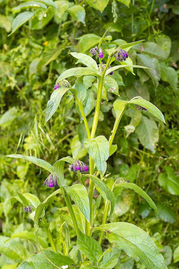 Symphytum officinale - Common comfrey <figure class="photo"><a href="https://www.jungledragon.com/image/88384/symphytum_officinale_-_common_comfrey.html" title="Symphytum officinale - Common comfrey"><img src="https://s3.amazonaws.com/media.jungledragon.com/images/1332/88384_thumb.jpg?AWSAccessKeyId=05GMT0V3GWVNE7GGM1R2&Expires=1769040010&Signature=khKjlLeK1S2ZAyd2%2FPesOVI2Pnc%3D" width="200" height="134" alt="Symphytum officinale - Common comfrey https://www.jungledragon.com/image/88383/symphytum_officinale_-_common_comfrey.html Boraginaceae,Boraginales,Common comfrey,Croatia,Eudicot,Europe,Flowering Plant,Geotagged,Jelas polje,Magnoliophyta,Nature,Plantae,Spring,Symphytum officinale,Wildlife" /></a></figure> Boraginaceae,Boraginales,Common comfrey,Croatia,Eudicot,Europe,Flowering Plant,Geotagged,Jelas polje,Magnoliophyta,Nature,Plantae,Spring,Symphytum officinale,Wildlife