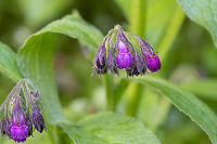 Symphytum officinale - Common comfrey https://www.jungledragon.com/image/88383/symphytum_officinale_-_common_comfrey.html Boraginaceae,Boraginales,Common comfrey,Croatia,Eudicot,Europe,Flowering Plant,Geotagged,Jelas polje,Magnoliophyta,Nature,Plantae,Spring,Symphytum officinale,Wildlife