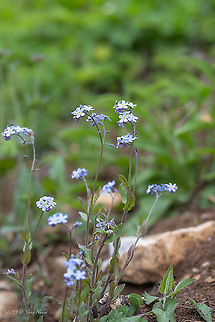 Field forget-me-not - Myosotis arvensis https://www.jungledragon.com/image/88405/field_forget-me-not_-_myosotis_arvensis.html Boraginaceae,Boraginales,Eudicot,Europe,Field Forget-me-not,Field forget-me-not,Flowering Plant,Geotagged,Lower Carniola,Magnoliophyta,Myosotis arvensis,Nature,Plantae,Slovenia,Spring,Wildlife