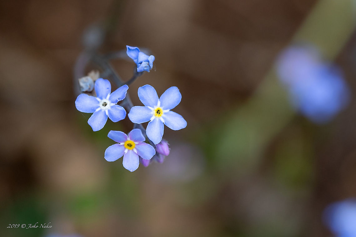 Field forget-me-not - Myosotis arvensis <figure class="photo"><a href="https://www.jungledragon.com/image/88404/field_forget-me-not_-_myosotis_arvensis.html" title="Field forget-me-not - Myosotis arvensis"><img src="https://s3.amazonaws.com/media.jungledragon.com/images/1332/88404_thumb.jpg?AWSAccessKeyId=05GMT0V3GWVNE7GGM1R2&Expires=1769040010&Signature=tNFCZR3R9uuuPUL3YwnCqx10RJc%3D" width="102" height="152" alt="Field forget-me-not - Myosotis arvensis https://www.jungledragon.com/image/88405/field_forget-me-not_-_myosotis_arvensis.html Boraginaceae,Boraginales,Eudicot,Europe,Field Forget-me-not,Field forget-me-not,Flowering Plant,Geotagged,Lower Carniola,Magnoliophyta,Myosotis arvensis,Nature,Plantae,Slovenia,Spring,Wildlife" /></a></figure> Boraginaceae,Boraginales,Eudicot,Europe,Field Forget-me-not,Field forget-me-not,Flowering Plant,Geotagged,Lower Carniola,Magnoliophyta,Myosotis arvensis,Nature,Plantae,Slovenia,Spring,Wildlife