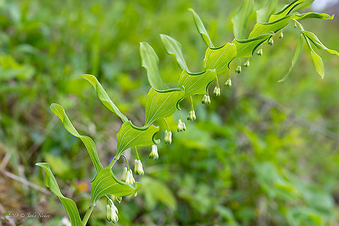 Solomon's seal - Polygonatum multiflorum  Asparagaceae,Asparagales,David's harp,Europe,Flowering Plant,Geotagged,Lower Carniola,Magnoliophyta,Monocot,Nature,Plantae,Polygonatum multiflorum,Slovenia,Solomon's seal,Spring,Wildlife