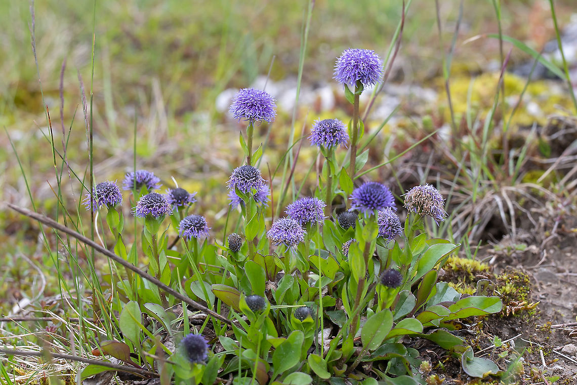 Common Globe Flower - Globularia bisnagarica  Ball Flower,Common Globe Flower,Common ball flower,Eudicot,Europe,Flowering Plant,Geotagged,Globe Daisy,Globularia bisnagarica,Globularia punctata,Lamiales,Lower Carniola,Magnoliophyta,Nature,Plantae,Plantaginaceae,Slovenia,Spring,Wildlife