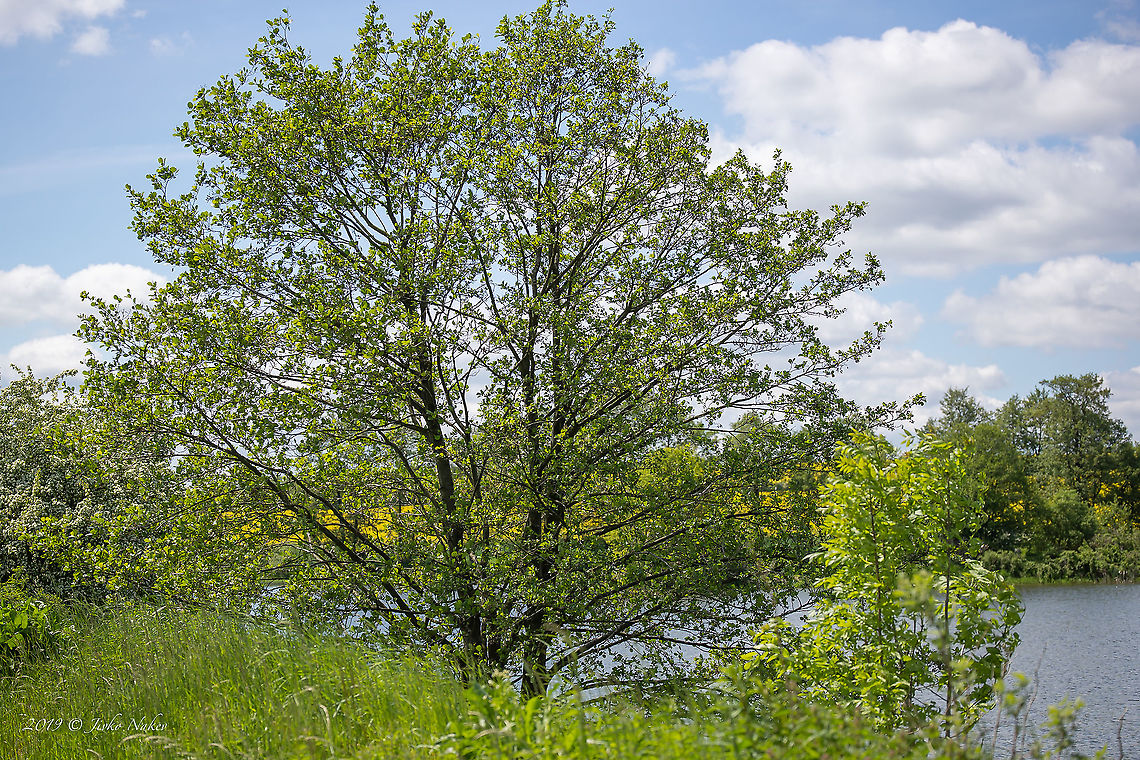 Black alder - Alnus glutinosa <figure class="photo"><a href="https://www.jungledragon.com/image/88424/black_alder_bark_-_alnus_glutinosa.html" title="Black alder bark - Alnus glutinosa"><img src="https://s3.amazonaws.com/media.jungledragon.com/images/1332/88424_thumb.jpg?AWSAccessKeyId=05GMT0V3GWVNE7GGM1R2&Expires=1767225610&Signature=yWyq2EvKYc7lq%2Bktd%2Ft2uyYQeGQ%3D" width="200" height="134" alt="Black alder bark - Alnus glutinosa https://www.jungledragon.com/image/88423/black_alder_-_alnus_glutinosa.html<br />
https://www.jungledragon.com/image/88426/black_alder_leaves_-_alnus_glutinosa.html<br />
https://www.jungledragon.com/image/88425/black_alder_cones_-_alnus_glutinosa.html<br />
 Alnus glutinosa,Betulaceae,Black alder,Eudicot,Europe,European alder,Fagales,Flowering Plant,Geotagged,Germany,Magnoliophyta,Nature,Plantae,Spring,Thuringia,Wildlife" /></a></figure><br />
<figure class="photo"><a href="https://www.jungledragon.com/image/88425/black_alder_cones_-_alnus_glutinosa.html" title="Black alder cones - Alnus glutinosa"><img src="https://s3.amazonaws.com/media.jungledragon.com/images/1332/88425_thumb.jpg?AWSAccessKeyId=05GMT0V3GWVNE7GGM1R2&Expires=1767225610&Signature=kyb733hg24YinyysXyXr1HR5Dwk%3D" width="200" height="134" alt="Black alder cones - Alnus glutinosa https://www.jungledragon.com/image/88426/black_alder_leaves_-_alnus_glutinosa.html<br />
https://www.jungledragon.com/image/88423/black_alder_-_alnus_glutinosa.html<br />
https://www.jungledragon.com/image/88424/black_alder_bark_-_alnus_glutinosa.html Alnus glutinosa,Betulaceae,Black alder,Eudicot,Europe,European alder,Fagales,Flowering Plant,Geotagged,Germany,Magnoliophyta,Nature,Plantae,Spring,Thuringia,Wildlife" /></a></figure><br />
<figure class="photo"><a href="https://www.jungledragon.com/image/88426/black_alder_leaves_-_alnus_glutinosa.html" title="Black alder leaves - Alnus glutinosa"><img src="https://s3.amazonaws.com/media.jungledragon.com/images/1332/88426_thumb.jpg?AWSAccessKeyId=05GMT0V3GWVNE7GGM1R2&Expires=1767225610&Signature=YaAZfbpwM4B6Ew7MkD8pt6SbdOM%3D" width="200" height="134" alt="Black alder leaves - Alnus glutinosa https://www.jungledragon.com/image/88423/black_alder_-_alnus_glutinosa.html<br />
https://www.jungledragon.com/image/88424/black_alder_bark_-_alnus_glutinosa.html<br />
https://www.jungledragon.com/image/88425/black_alder_cones_-_alnus_glutinosa.html Alnus glutinosa,Betulaceae,Black alder,Eudicot,Europe,European alder,Fagales,Flowering Plant,Geotagged,Germany,Magnoliophyta,Nature,Plantae,Spring,Thuringia,Wildlife" /></a></figure> Alnus glutinosa,Betulaceae,Black alder,Eudicot,Europe,European alder,Fagales,Flowering Plant,Geotagged,Germany,Magnoliophyta,Nature,Plantae,Spring,Thuringia,Wildlife