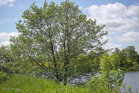 Black alder - Alnus glutinosa https://www.jungledragon.com/image/88424/black_alder_bark_-_alnus_glutinosa.html
https://www.jungledragon.com/image/88425/black_alder_cones_-_alnus_glutinosa.html
https://www.jungledragon.com/image/88426/black_alder_leaves_-_alnus_glutinosa.html Alnus glutinosa,Betulaceae,Black alder,Eudicot,Europe,European alder,Fagales,Flowering Plant,Geotagged,Germany,Magnoliophyta,Nature,Plantae,Spring,Thuringia,Wildlife