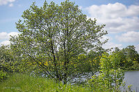 Black alder - Alnus glutinosa https://www.jungledragon.com/image/88424/black_alder_bark_-_alnus_glutinosa.html<br />
https://www.jungledragon.com/image/88425/black_alder_cones_-_alnus_glutinosa.html<br />
https://www.jungledragon.com/image/88426/black_alder_leaves_-_alnus_glutinosa.html Alnus glutinosa,Betulaceae,Black alder,Eudicot,Europe,European alder,Fagales,Flowering Plant,Geotagged,Germany,Magnoliophyta,Nature,Plantae,Spring,Thuringia,Wildlife