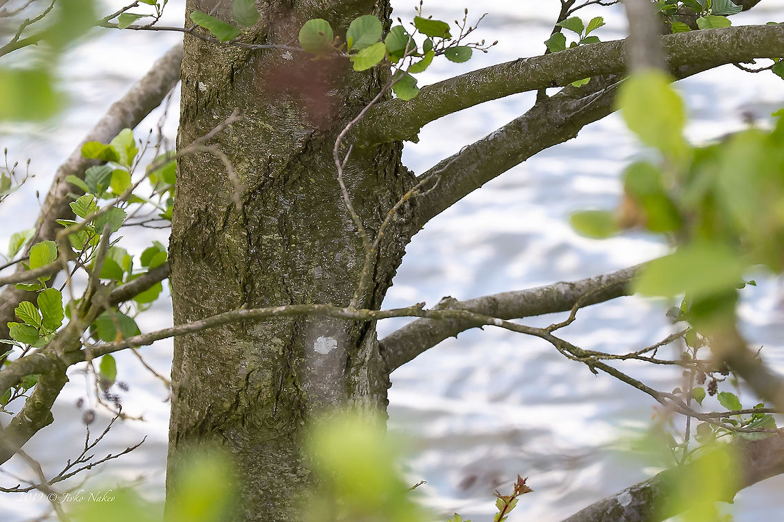 Black alder bark - Alnus glutinosa <figure class="photo"><a href="https://www.jungledragon.com/image/88423/black_alder_-_alnus_glutinosa.html" title="Black alder - Alnus glutinosa"><img src="https://s3.amazonaws.com/media.jungledragon.com/images/1332/88423_thumb.jpg?AWSAccessKeyId=05GMT0V3GWVNE7GGM1R2&Expires=1767225610&Signature=cIxawNmsIc1Oo5ZgaXuvMl4vBRc%3D" width="200" height="134" alt="Black alder - Alnus glutinosa https://www.jungledragon.com/image/88424/black_alder_bark_-_alnus_glutinosa.html<br />
https://www.jungledragon.com/image/88425/black_alder_cones_-_alnus_glutinosa.html<br />
https://www.jungledragon.com/image/88426/black_alder_leaves_-_alnus_glutinosa.html Alnus glutinosa,Betulaceae,Black alder,Eudicot,Europe,European alder,Fagales,Flowering Plant,Geotagged,Germany,Magnoliophyta,Nature,Plantae,Spring,Thuringia,Wildlife" /></a></figure><br />
<figure class="photo"><a href="https://www.jungledragon.com/image/88426/black_alder_leaves_-_alnus_glutinosa.html" title="Black alder leaves - Alnus glutinosa"><img src="https://s3.amazonaws.com/media.jungledragon.com/images/1332/88426_thumb.jpg?AWSAccessKeyId=05GMT0V3GWVNE7GGM1R2&Expires=1767225610&Signature=YaAZfbpwM4B6Ew7MkD8pt6SbdOM%3D" width="200" height="134" alt="Black alder leaves - Alnus glutinosa https://www.jungledragon.com/image/88423/black_alder_-_alnus_glutinosa.html<br />
https://www.jungledragon.com/image/88424/black_alder_bark_-_alnus_glutinosa.html<br />
https://www.jungledragon.com/image/88425/black_alder_cones_-_alnus_glutinosa.html Alnus glutinosa,Betulaceae,Black alder,Eudicot,Europe,European alder,Fagales,Flowering Plant,Geotagged,Germany,Magnoliophyta,Nature,Plantae,Spring,Thuringia,Wildlife" /></a></figure><br />
<figure class="photo"><a href="https://www.jungledragon.com/image/88425/black_alder_cones_-_alnus_glutinosa.html" title="Black alder cones - Alnus glutinosa"><img src="https://s3.amazonaws.com/media.jungledragon.com/images/1332/88425_thumb.jpg?AWSAccessKeyId=05GMT0V3GWVNE7GGM1R2&Expires=1767225610&Signature=kyb733hg24YinyysXyXr1HR5Dwk%3D" width="200" height="134" alt="Black alder cones - Alnus glutinosa https://www.jungledragon.com/image/88426/black_alder_leaves_-_alnus_glutinosa.html<br />
https://www.jungledragon.com/image/88423/black_alder_-_alnus_glutinosa.html<br />
https://www.jungledragon.com/image/88424/black_alder_bark_-_alnus_glutinosa.html Alnus glutinosa,Betulaceae,Black alder,Eudicot,Europe,European alder,Fagales,Flowering Plant,Geotagged,Germany,Magnoliophyta,Nature,Plantae,Spring,Thuringia,Wildlife" /></a></figure><br />
 Alnus glutinosa,Betulaceae,Black alder,Eudicot,Europe,European alder,Fagales,Flowering Plant,Geotagged,Germany,Magnoliophyta,Nature,Plantae,Spring,Thuringia,Wildlife