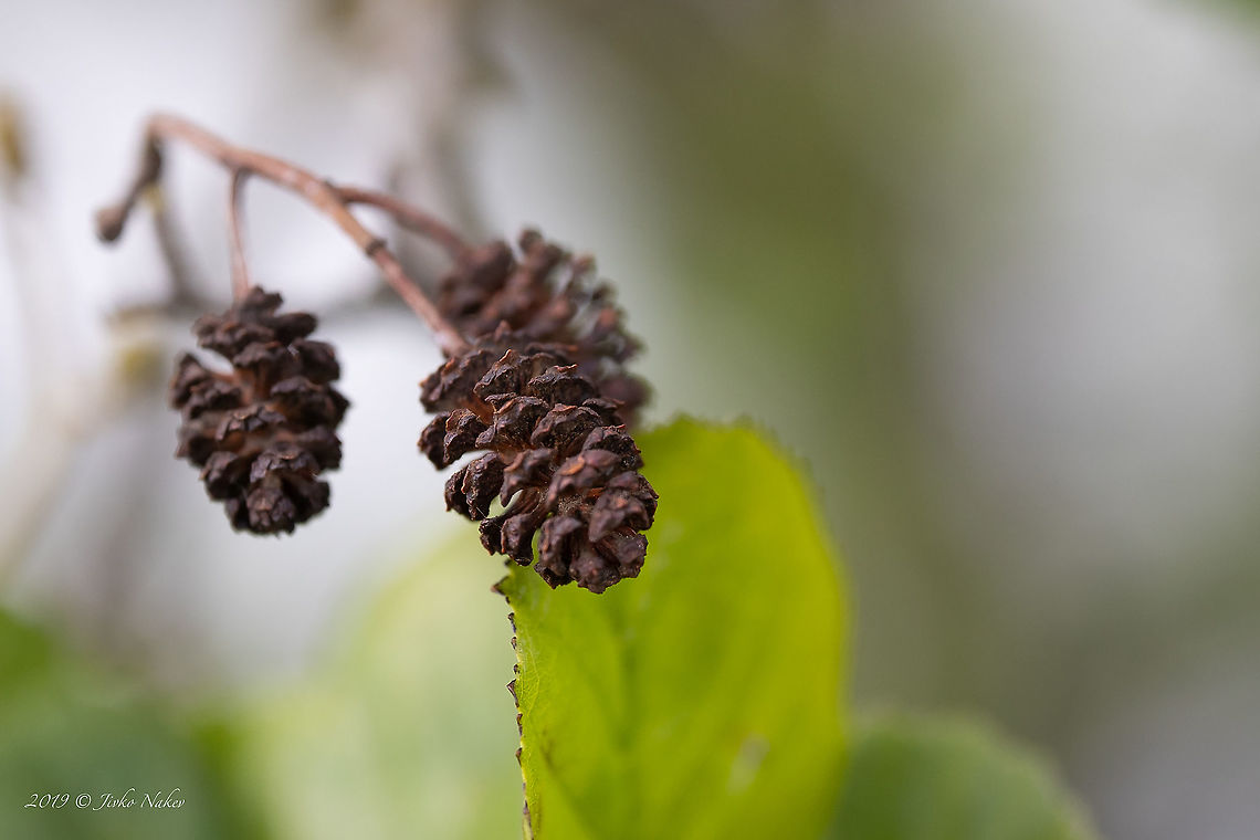 Black alder cones - Alnus glutinosa <figure class="photo"><a href="https://www.jungledragon.com/image/88426/black_alder_leaves_-_alnus_glutinosa.html" title="Black alder leaves - Alnus glutinosa"><img src="https://s3.amazonaws.com/media.jungledragon.com/images/1332/88426_thumb.jpg?AWSAccessKeyId=05GMT0V3GWVNE7GGM1R2&Expires=1767225610&Signature=YaAZfbpwM4B6Ew7MkD8pt6SbdOM%3D" width="200" height="134" alt="Black alder leaves - Alnus glutinosa https://www.jungledragon.com/image/88423/black_alder_-_alnus_glutinosa.html<br />
https://www.jungledragon.com/image/88424/black_alder_bark_-_alnus_glutinosa.html<br />
https://www.jungledragon.com/image/88425/black_alder_cones_-_alnus_glutinosa.html Alnus glutinosa,Betulaceae,Black alder,Eudicot,Europe,European alder,Fagales,Flowering Plant,Geotagged,Germany,Magnoliophyta,Nature,Plantae,Spring,Thuringia,Wildlife" /></a></figure><br />
<figure class="photo"><a href="https://www.jungledragon.com/image/88423/black_alder_-_alnus_glutinosa.html" title="Black alder - Alnus glutinosa"><img src="https://s3.amazonaws.com/media.jungledragon.com/images/1332/88423_thumb.jpg?AWSAccessKeyId=05GMT0V3GWVNE7GGM1R2&Expires=1767225610&Signature=cIxawNmsIc1Oo5ZgaXuvMl4vBRc%3D" width="200" height="134" alt="Black alder - Alnus glutinosa https://www.jungledragon.com/image/88424/black_alder_bark_-_alnus_glutinosa.html<br />
https://www.jungledragon.com/image/88425/black_alder_cones_-_alnus_glutinosa.html<br />
https://www.jungledragon.com/image/88426/black_alder_leaves_-_alnus_glutinosa.html Alnus glutinosa,Betulaceae,Black alder,Eudicot,Europe,European alder,Fagales,Flowering Plant,Geotagged,Germany,Magnoliophyta,Nature,Plantae,Spring,Thuringia,Wildlife" /></a></figure><br />
<figure class="photo"><a href="https://www.jungledragon.com/image/88424/black_alder_bark_-_alnus_glutinosa.html" title="Black alder bark - Alnus glutinosa"><img src="https://s3.amazonaws.com/media.jungledragon.com/images/1332/88424_thumb.jpg?AWSAccessKeyId=05GMT0V3GWVNE7GGM1R2&Expires=1767225610&Signature=yWyq2EvKYc7lq%2Bktd%2Ft2uyYQeGQ%3D" width="200" height="134" alt="Black alder bark - Alnus glutinosa https://www.jungledragon.com/image/88423/black_alder_-_alnus_glutinosa.html<br />
https://www.jungledragon.com/image/88426/black_alder_leaves_-_alnus_glutinosa.html<br />
https://www.jungledragon.com/image/88425/black_alder_cones_-_alnus_glutinosa.html<br />
 Alnus glutinosa,Betulaceae,Black alder,Eudicot,Europe,European alder,Fagales,Flowering Plant,Geotagged,Germany,Magnoliophyta,Nature,Plantae,Spring,Thuringia,Wildlife" /></a></figure> Alnus glutinosa,Betulaceae,Black alder,Eudicot,Europe,European alder,Fagales,Flowering Plant,Geotagged,Germany,Magnoliophyta,Nature,Plantae,Spring,Thuringia,Wildlife
