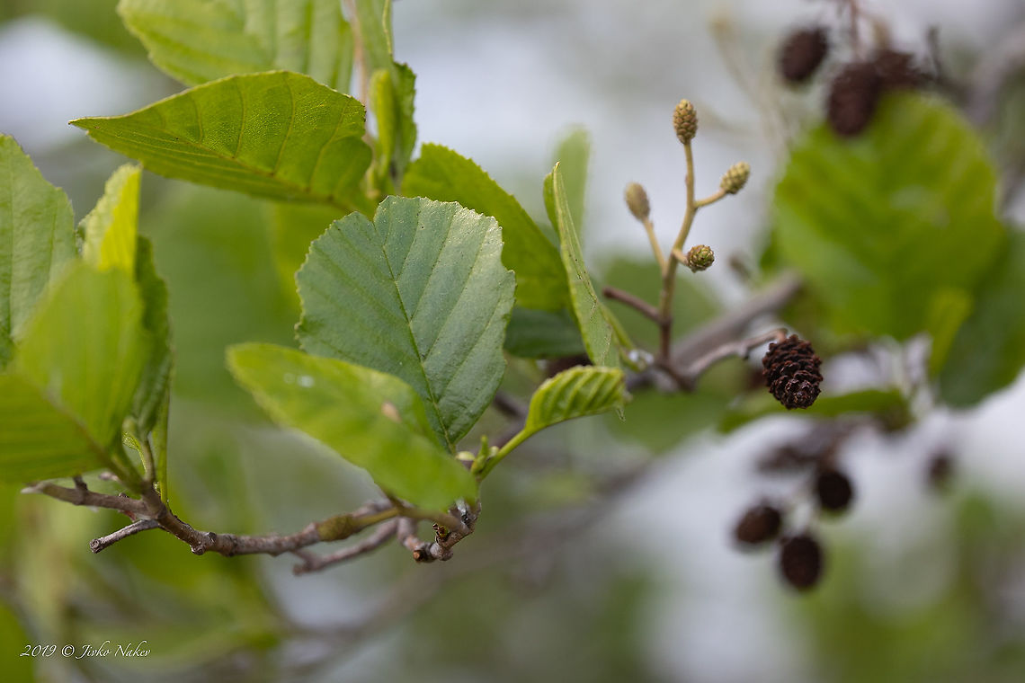 Black alder leaves - Alnus glutinosa <figure class="photo"><a href="https://www.jungledragon.com/image/88423/black_alder_-_alnus_glutinosa.html" title="Black alder - Alnus glutinosa"><img src="https://s3.amazonaws.com/media.jungledragon.com/images/1332/88423_thumb.jpg?AWSAccessKeyId=05GMT0V3GWVNE7GGM1R2&Expires=1759968010&Signature=AXlfIUIpQIV6svwAJwBwJfZqLAU%3D" width="200" height="134" alt="Black alder - Alnus glutinosa https://www.jungledragon.com/image/88424/black_alder_bark_-_alnus_glutinosa.html<br />
https://www.jungledragon.com/image/88425/black_alder_cones_-_alnus_glutinosa.html<br />
https://www.jungledragon.com/image/88426/black_alder_leaves_-_alnus_glutinosa.html Alnus glutinosa,Betulaceae,Black alder,Eudicot,Europe,European alder,Fagales,Flowering Plant,Geotagged,Germany,Magnoliophyta,Nature,Plantae,Spring,Thuringia,Wildlife" /></a></figure><br />
<figure class="photo"><a href="https://www.jungledragon.com/image/88424/black_alder_bark_-_alnus_glutinosa.html" title="Black alder bark - Alnus glutinosa"><img src="https://s3.amazonaws.com/media.jungledragon.com/images/1332/88424_thumb.jpg?AWSAccessKeyId=05GMT0V3GWVNE7GGM1R2&Expires=1759968010&Signature=jXrXaxPsowebhs5qrn4zbO5I9Vs%3D" width="200" height="134" alt="Black alder bark - Alnus glutinosa https://www.jungledragon.com/image/88423/black_alder_-_alnus_glutinosa.html<br />
https://www.jungledragon.com/image/88426/black_alder_leaves_-_alnus_glutinosa.html<br />
https://www.jungledragon.com/image/88425/black_alder_cones_-_alnus_glutinosa.html<br />
 Alnus glutinosa,Betulaceae,Black alder,Eudicot,Europe,European alder,Fagales,Flowering Plant,Geotagged,Germany,Magnoliophyta,Nature,Plantae,Spring,Thuringia,Wildlife" /></a></figure><br />
<figure class="photo"><a href="https://www.jungledragon.com/image/88425/black_alder_cones_-_alnus_glutinosa.html" title="Black alder cones - Alnus glutinosa"><img src="https://s3.amazonaws.com/media.jungledragon.com/images/1332/88425_thumb.jpg?AWSAccessKeyId=05GMT0V3GWVNE7GGM1R2&Expires=1759968010&Signature=c5aTj3oO4nz6zveA4ZAdn9Iodvk%3D" width="200" height="134" alt="Black alder cones - Alnus glutinosa https://www.jungledragon.com/image/88426/black_alder_leaves_-_alnus_glutinosa.html<br />
https://www.jungledragon.com/image/88423/black_alder_-_alnus_glutinosa.html<br />
https://www.jungledragon.com/image/88424/black_alder_bark_-_alnus_glutinosa.html Alnus glutinosa,Betulaceae,Black alder,Eudicot,Europe,European alder,Fagales,Flowering Plant,Geotagged,Germany,Magnoliophyta,Nature,Plantae,Spring,Thuringia,Wildlife" /></a></figure> Alnus glutinosa,Betulaceae,Black alder,Eudicot,Europe,European alder,Fagales,Flowering Plant,Geotagged,Germany,Magnoliophyta,Nature,Plantae,Spring,Thuringia,Wildlife