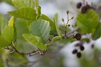 Black alder leaves - Alnus glutinosa https://www.jungledragon.com/image/88423/black_alder_-_alnus_glutinosa.html<br />
https://www.jungledragon.com/image/88424/black_alder_bark_-_alnus_glutinosa.html<br />
https://www.jungledragon.com/image/88425/black_alder_cones_-_alnus_glutinosa.html Alnus glutinosa,Betulaceae,Black alder,Eudicot,Europe,European alder,Fagales,Flowering Plant,Geotagged,Germany,Magnoliophyta,Nature,Plantae,Spring,Thuringia,Wildlife