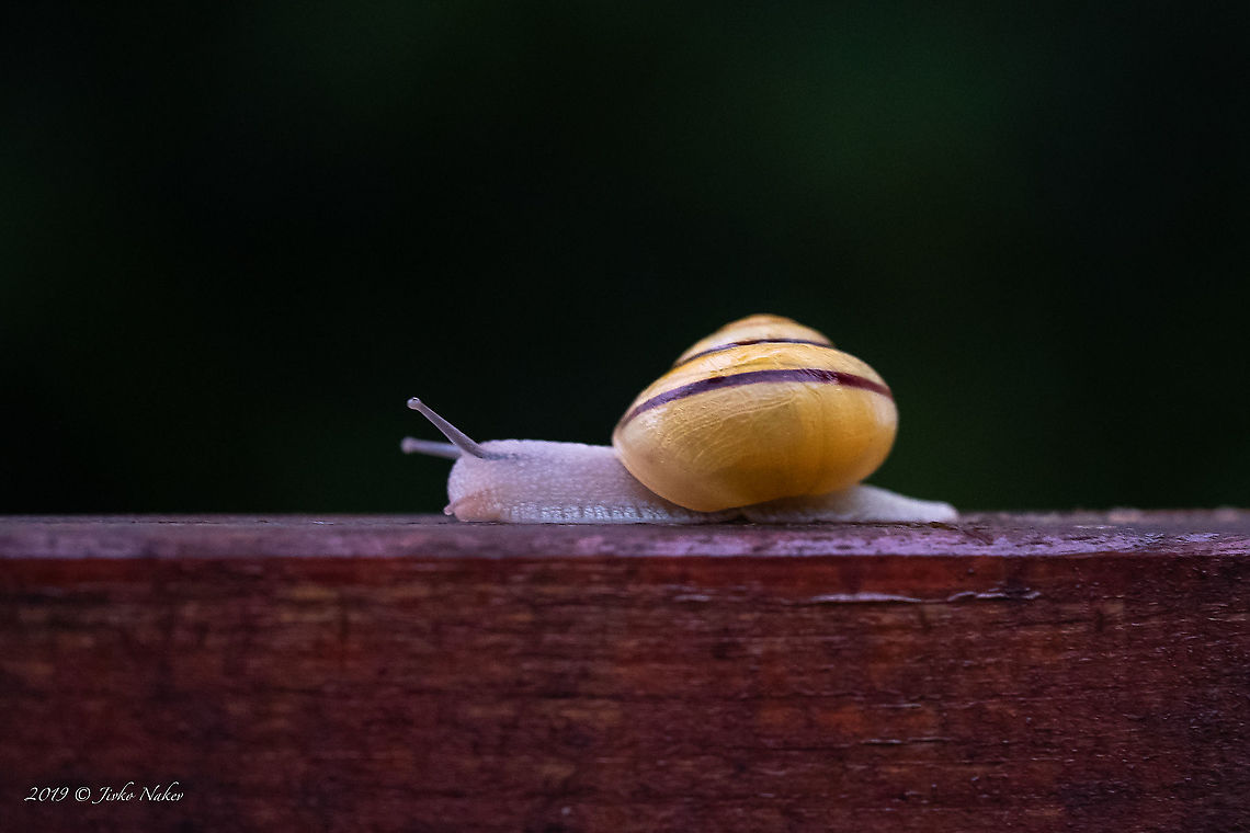 Grove snail - Cepaea nemoralis  Air-breathing snails,Animal,Animalia,Cepaea nemoralis,Europe,Gastropoda,Geotagged,Germany,Grove snail,Helicidae,Helicoidea,Mollusca,Nature,Pulmonata,Spring,Stylommatophora,Thuringia,Wildlife