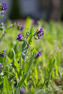 Common bugloss - Anchusa officinalis  Alkanet,Anchusa officinalis,Boraginaceae,Boraginales,Common bugloss,Eudicot,Europe,Flowering Plant,Geotagged,Hungary,Magnoliophyta,Nature,Old Lake Tata,Plantae,Spring,Wildlife
