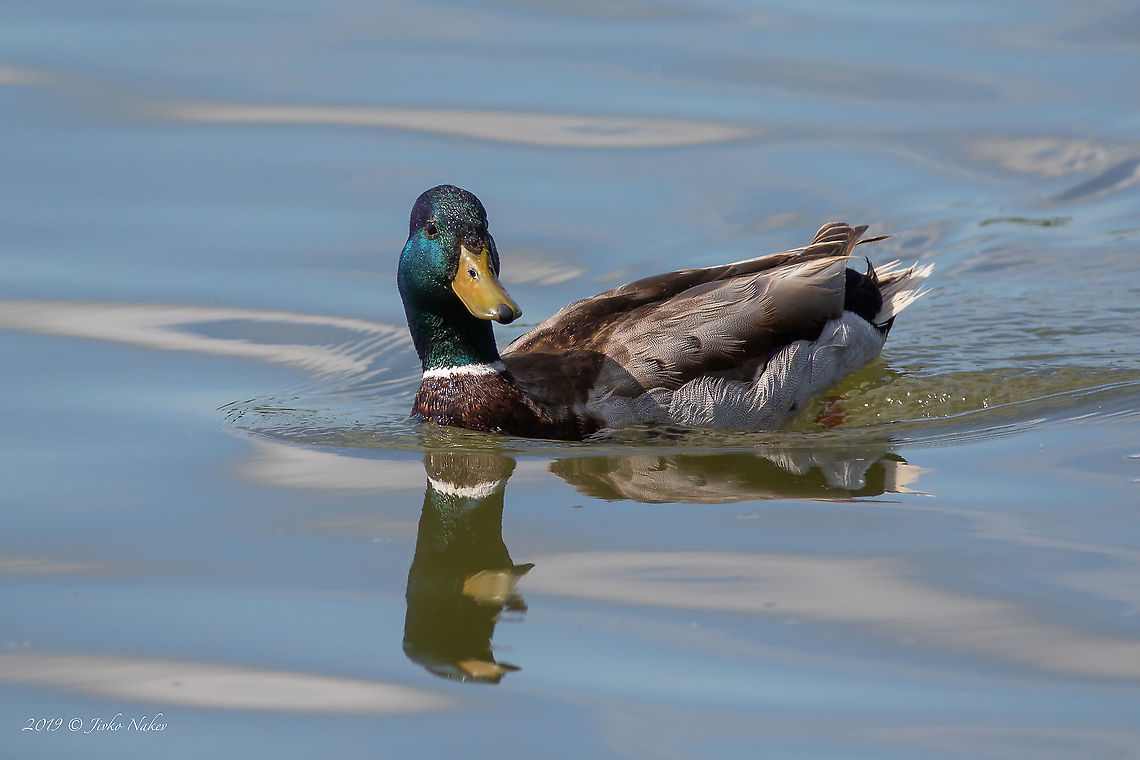 Green-headed duck - Anas platyrhynchos  Anas platyrhynchos,Anatidae,Animal,Animalia,Anseriformes,Aves,Bird,Chordata,Europe,Geotagged,Green-headed duck,Hungary,Mallard,Nature,Old Lake Tata,Spring,Wildlife