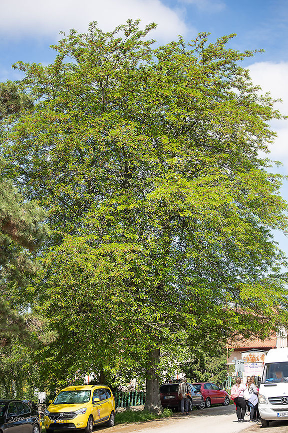 Honey locust - Gleditsia triacanthos <figure class="photo"><a href="https://www.jungledragon.com/image/88456/honey_locust_thornes_on_the_trunk_-_gleditsia_triacanthos.html" title="Honey locust thornes on the trunk - Gleditsia triacanthos"><img src="https://s3.amazonaws.com/media.jungledragon.com/images/1332/88456_thumb.jpg?AWSAccessKeyId=05GMT0V3GWVNE7GGM1R2&Expires=1769040010&Signature=aggiPwo2IkYav38mS6wLC5XFSzg%3D" width="200" height="134" alt="Honey locust thornes on the trunk - Gleditsia triacanthos https://www.jungledragon.com/image/88454/honey_locust_-_gleditsia_triacanthos.html<br />
https://www.jungledragon.com/image/88455/honey_locust_leaves_-_gleditsia_triacanthos.html Eudicot,Europe,Fabaceae,Fabales,Flowering Plant,Geotagged,Gleditsia triacanthos,Honey locust,Hungary,Magnoliophyta,Nature,Old Lake Tata,Plantae,Spring,Wildlife" /></a></figure><br />
<figure class="photo"><a href="https://www.jungledragon.com/image/88455/honey_locust_leaves_-_gleditsia_triacanthos.html" title="Honey locust leaves - Gleditsia triacanthos"><img src="https://s3.amazonaws.com/media.jungledragon.com/images/1332/88455_thumb.jpg?AWSAccessKeyId=05GMT0V3GWVNE7GGM1R2&Expires=1769040010&Signature=xc5bDqPkuZGGL%2Bm0t%2FSaq%2BzquJw%3D" width="200" height="134" alt="Honey locust leaves - Gleditsia triacanthos https://www.jungledragon.com/image/88456/honey_locust_thornes_on_the_trunk_-_gleditsia_triacanthos.html<br />
https://www.jungledragon.com/image/88454/honey_locust_-_gleditsia_triacanthos.html Eudicot,Europe,Fabaceae,Fabales,Flowering Plant,Geotagged,Gleditsia triacanthos,Honey locust,Hungary,Magnoliophyta,Nature,Old Lake Tata,Plantae,Spring,Wildlife" /></a></figure> Eudicot,Europe,Fabaceae,Fabales,Flowering Plant,Geotagged,Gleditsia triacanthos,Honey locust,Hungary,Magnoliophyta,Nature,Old Lake Tata,Plantae,Spring,Wildlife