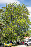 Honey locust - Gleditsia triacanthos https://www.jungledragon.com/image/88456/honey_locust_thornes_on_the_trunk_-_gleditsia_triacanthos.html<br />
https://www.jungledragon.com/image/88455/honey_locust_leaves_-_gleditsia_triacanthos.html Eudicot,Europe,Fabaceae,Fabales,Flowering Plant,Geotagged,Gleditsia triacanthos,Honey locust,Hungary,Magnoliophyta,Nature,Old Lake Tata,Plantae,Spring,Wildlife
