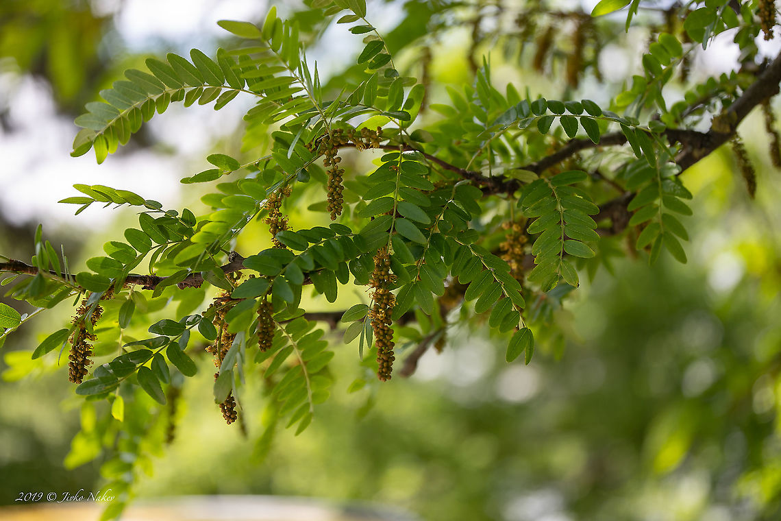 Honey locust leaves - Gleditsia triacanthos <figure class="photo"><a href="https://www.jungledragon.com/image/88456/honey_locust_thornes_on_the_trunk_-_gleditsia_triacanthos.html" title="Honey locust thornes on the trunk - Gleditsia triacanthos"><img src="https://s3.amazonaws.com/media.jungledragon.com/images/1332/88456_thumb.jpg?AWSAccessKeyId=05GMT0V3GWVNE7GGM1R2&Expires=1759968010&Signature=emwhe8kyYk94MrRNDScLNSa8FxM%3D" width="200" height="134" alt="Honey locust thornes on the trunk - Gleditsia triacanthos https://www.jungledragon.com/image/88454/honey_locust_-_gleditsia_triacanthos.html<br />
https://www.jungledragon.com/image/88455/honey_locust_leaves_-_gleditsia_triacanthos.html Eudicot,Europe,Fabaceae,Fabales,Flowering Plant,Geotagged,Gleditsia triacanthos,Honey locust,Hungary,Magnoliophyta,Nature,Old Lake Tata,Plantae,Spring,Wildlife" /></a></figure><br />
<figure class="photo"><a href="https://www.jungledragon.com/image/88454/honey_locust_-_gleditsia_triacanthos.html" title="Honey locust - Gleditsia triacanthos"><img src="https://s3.amazonaws.com/media.jungledragon.com/images/1332/88454_thumb.jpg?AWSAccessKeyId=05GMT0V3GWVNE7GGM1R2&Expires=1759968010&Signature=IqPGFO3cFkm%2Fhp3UQ8hrQLaSfL4%3D" width="102" height="152" alt="Honey locust - Gleditsia triacanthos https://www.jungledragon.com/image/88456/honey_locust_thornes_on_the_trunk_-_gleditsia_triacanthos.html<br />
https://www.jungledragon.com/image/88455/honey_locust_leaves_-_gleditsia_triacanthos.html Eudicot,Europe,Fabaceae,Fabales,Flowering Plant,Geotagged,Gleditsia triacanthos,Honey locust,Hungary,Magnoliophyta,Nature,Old Lake Tata,Plantae,Spring,Wildlife" /></a></figure> Eudicot,Europe,Fabaceae,Fabales,Flowering Plant,Geotagged,Gleditsia triacanthos,Honey locust,Hungary,Magnoliophyta,Nature,Old Lake Tata,Plantae,Spring,Wildlife