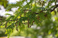 Honey locust leaves - Gleditsia triacanthos https://www.jungledragon.com/image/88456/honey_locust_thornes_on_the_trunk_-_gleditsia_triacanthos.html<br />
https://www.jungledragon.com/image/88454/honey_locust_-_gleditsia_triacanthos.html Eudicot,Europe,Fabaceae,Fabales,Flowering Plant,Geotagged,Gleditsia triacanthos,Honey locust,Hungary,Magnoliophyta,Nature,Old Lake Tata,Plantae,Spring,Wildlife