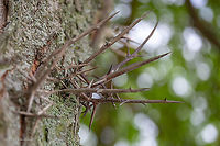 Honey locust thornes on the trunk - Gleditsia triacanthos https://www.jungledragon.com/image/88454/honey_locust_-_gleditsia_triacanthos.html<br />
https://www.jungledragon.com/image/88455/honey_locust_leaves_-_gleditsia_triacanthos.html Eudicot,Europe,Fabaceae,Fabales,Flowering Plant,Geotagged,Gleditsia triacanthos,Honey locust,Hungary,Magnoliophyta,Nature,Old Lake Tata,Plantae,Spring,Wildlife