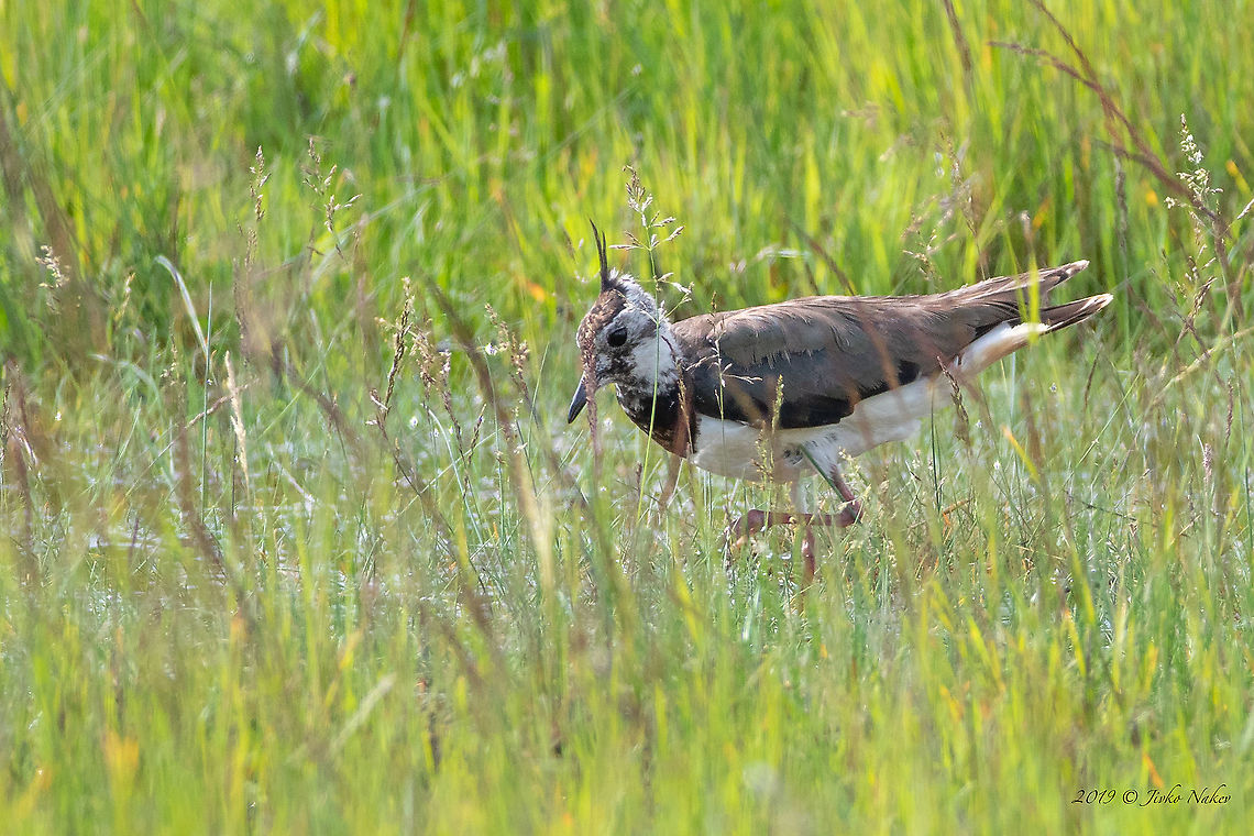 Vanellus vanellus Northern lapwing in a shallow wetland near Szeged, Hungary Animal,Animalia,Aves,Bird,Charadriidae,Charadriiformes,Chordata,Europe,Geotagged,Hungary,Kiskunsag National Park,Nature,Northern lapwing,Spring,Vanellus vanellus,Wildlife