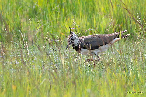 Vanellus vanellus Northern lapwing in a shallow wetland near Szeged, Hungary Animal,Animalia,Aves,Bird,Charadriidae,Charadriiformes,Chordata,Europe,Geotagged,Hungary,Kiskunsag National Park,Nature,Northern lapwing,Spring,Vanellus vanellus,Wildlife