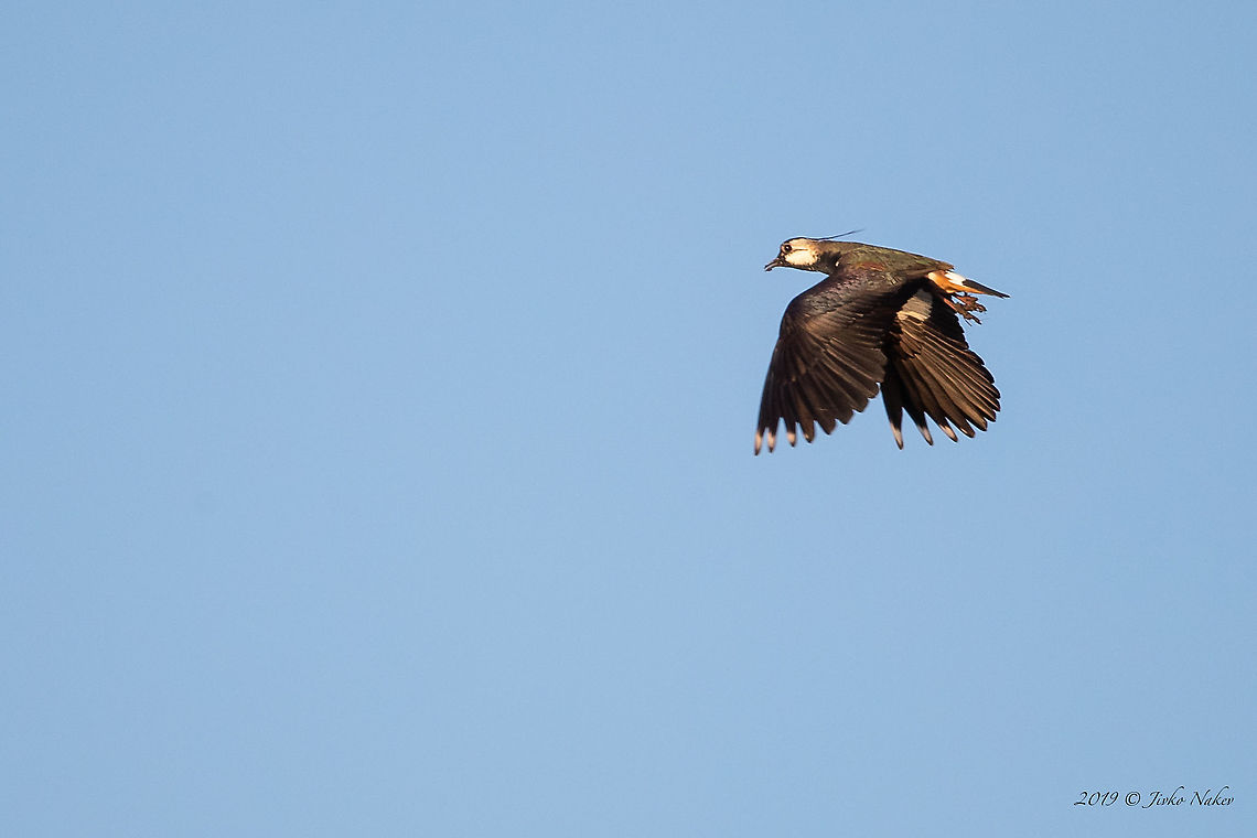Northern lapwing - Vanellus vanellus Distant photo of this beautiful bird over a farmyard near Sofia. Animal,Animalia,Aves,Bird,Bulgaria,Charadriidae,Charadriiformes,Chordata,Europe,Geotagged,Nature,Northern lapwing,Vanellus vanellus,Wildlife,Winter