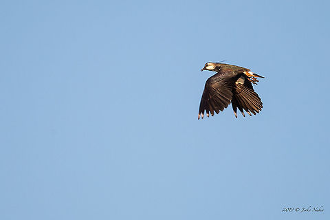 Northern lapwing