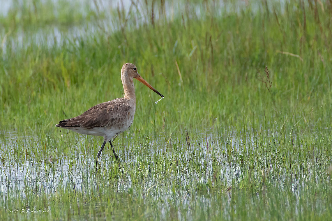 Black-tailed Godwit - Limosa limosa Spotted wading in a shallow wetland near Szeged, Hungary. Animal,Animalia,Aves,Bird,Black-tailed Godwit,Charadriiformes,Chordata,Europe,Geotagged,Hungary,Kiskunsag National Park,Limosa limosa,Nature,Scolopacidae,Shorebird,Spring,Wader,Wildlife