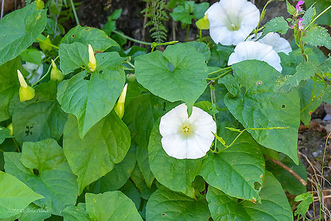 Hedge bindweed - Calystegia sepium  Bulgaria,Calystegia sepium,Chervenata stena protected area,Convolvulaceae,Eudicot,Europe,Flowering Plant,Geotagged,Hedge bindweed,Magnoliophyta,Nature,Plantae,Rhodope mountains,Solanales,Spring,Wildlife