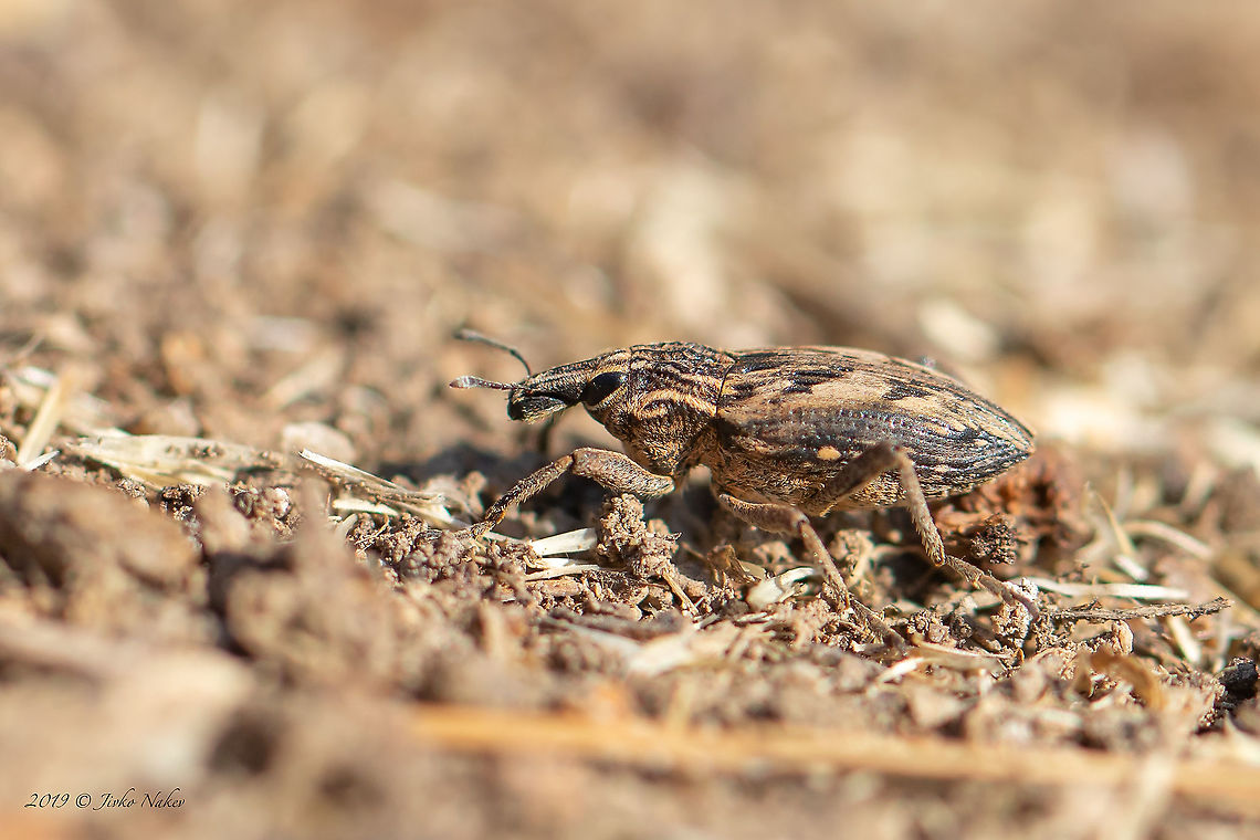 Snout weevil - Coniocleonus nigrosuturatus  Animal,Animalia,Arthropoda,Central Macedonia,Coleoptera,Coniocleonus nigrosuturatus,Curculionidae,Europe,Geotagged,Greece,Insect,Insecta,Nature,Summer,Wildlife