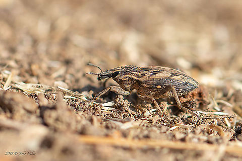 Snout weevil - Coniocleonus nigrosuturatus  Animal,Animalia,Arthropoda,Central Macedonia,Coleoptera,Coniocleonus nigrosuturatus,Curculionidae,Europe,Geotagged,Greece,Insect,Insecta,Nature,Summer,Wildlife