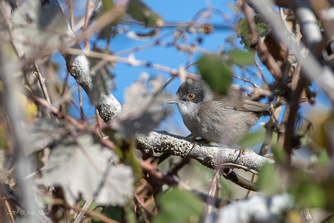 Sylvia melanocephala - Sardinian warbler  Amvrakikos gulf,Animal,Animalia,Aves,Bird,Chordata,Europe,Geotagged,Greece,Nature,Passeriformes,Passerine,Sardinian Warbler,Sardinian warbler,Sylvia melanocephala,Sylviidae,Western Greece,Wildlife,Winter
