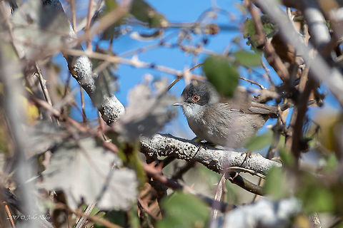 Sylvia melanocephala - Sardinian warbler  Amvrakikos gulf,Animal,Animalia,Aves,Bird,Chordata,Europe,Geotagged,Greece,Nature,Passeriformes,Passerine,Sardinian Warbler,Sardinian warbler,Sylvia melanocephala,Sylviidae,Western Greece,Wildlife,Winter