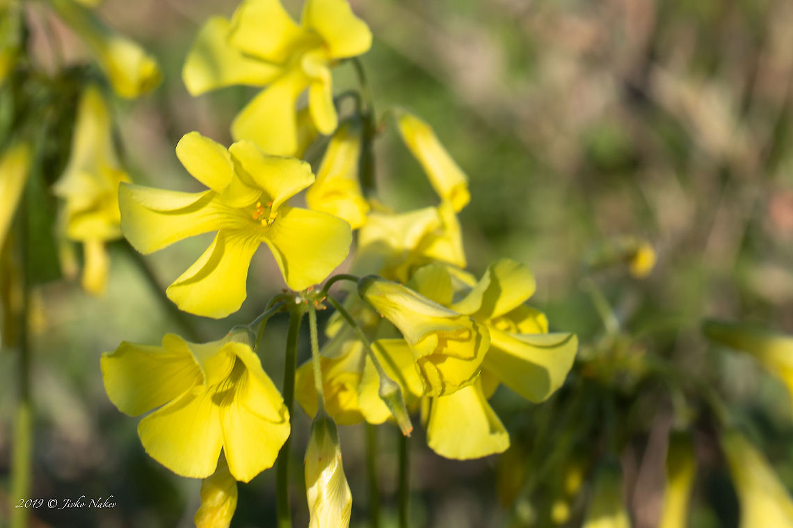 Cape Sorrel, Cape Cowslip - Oxalis pes-caprae Other synonyms: Sourgrass, Soursob, Yellow Sorrel, Yellow-flowered Oxalis<br />
<figure class="photo"><a href="https://www.jungledragon.com/image/88519/cape_sorrel_cape_cowslip_leaves_-_oxalis_pes-caprae.html" title="Cape Sorrel, Cape Cowslip leaves - Oxalis pes-caprae"><img src="https://s3.amazonaws.com/media.jungledragon.com/images/1332/88519_thumb.jpg?AWSAccessKeyId=05GMT0V3GWVNE7GGM1R2&Expires=1769040010&Signature=zUkuu4hH2XNlBJ7UclhEDgKmNU4%3D" width="200" height="134" alt="Cape Sorrel, Cape Cowslip leaves - Oxalis pes-caprae Other synonyms: Sourgrass, Soursob, Yellow Sorrel, Yellow-flowered Oxalis<br />
https://www.jungledragon.com/image/88518/cape_sorrel_cape_cowslip_-_oxalis_pes-caprae.html Amvrakikos gulf,Cape Cowslip,Cape Sorrel,Eudicot,Europe,Flowering Plant,Geotagged,Greece,Magnoliophyta,Nature,Oxalidaceae,Oxalidales,Oxalis pes-caprae,Plantae,Western Greece,Wildlife,Winter,oxalis pes-caprae" /></a></figure> Amvrakikos gulf,Cape Cowslip,Cape Sorrel,Eudicot,Europe,Flowering Plant,Geotagged,Greece,Magnoliophyta,Nature,Oxalidaceae,Oxalidales,Oxalis pes-caprae,Plantae,Western Greece,Wildlife,Winter,oxalis pes-caprae