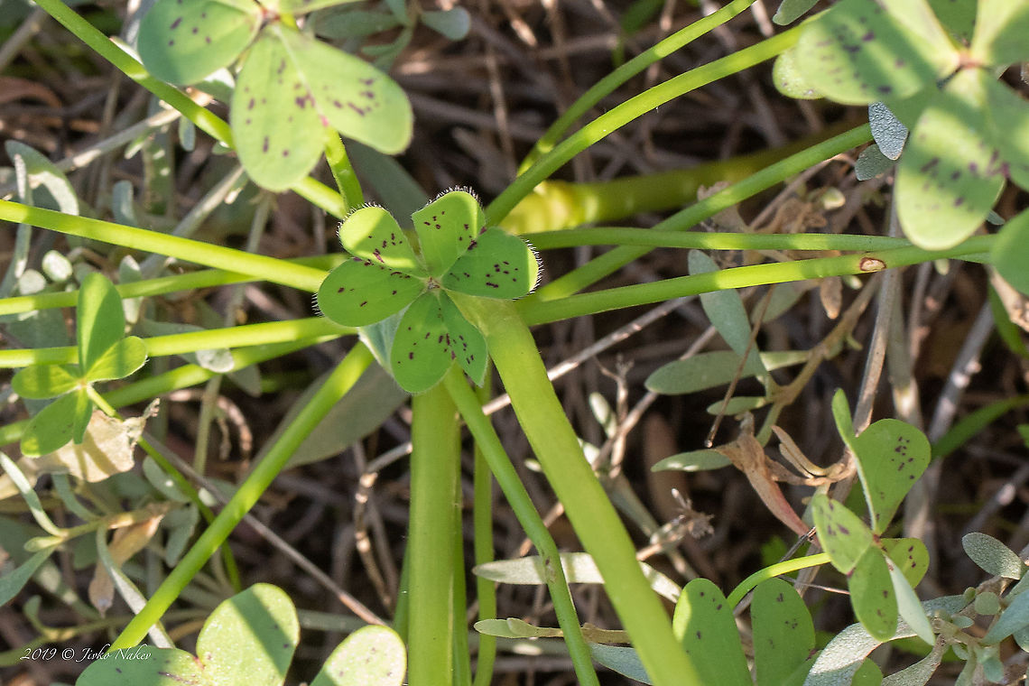 Cape Sorrel, Cape Cowslip leaves - Oxalis pes-caprae Other synonyms: Sourgrass, Soursob, Yellow Sorrel, Yellow-flowered Oxalis<br />
<figure class="photo"><a href="https://www.jungledragon.com/image/88518/cape_sorrel_cape_cowslip_-_oxalis_pes-caprae.html" title="Cape Sorrel, Cape Cowslip - Oxalis pes-caprae"><img src="https://s3.amazonaws.com/media.jungledragon.com/images/1332/88518_thumb.jpg?AWSAccessKeyId=05GMT0V3GWVNE7GGM1R2&Expires=1769040010&Signature=oAQ0mUhvMtyoNByJ9PL72jdzhF8%3D" width="200" height="134" alt="Cape Sorrel, Cape Cowslip - Oxalis pes-caprae Other synonyms: Sourgrass, Soursob, Yellow Sorrel, Yellow-flowered Oxalis<br />
https://www.jungledragon.com/image/88519/cape_sorrel_cape_cowslip_-_oxalis_pes-caprae.html Amvrakikos gulf,Cape Cowslip,Cape Sorrel,Eudicot,Europe,Flowering Plant,Geotagged,Greece,Magnoliophyta,Nature,Oxalidaceae,Oxalidales,Oxalis pes-caprae,Plantae,Western Greece,Wildlife,Winter,oxalis pes-caprae" /></a></figure> Amvrakikos gulf,Cape Cowslip,Cape Sorrel,Eudicot,Europe,Flowering Plant,Geotagged,Greece,Magnoliophyta,Nature,Oxalidaceae,Oxalidales,Oxalis pes-caprae,Plantae,Western Greece,Wildlife,Winter,oxalis pes-caprae
