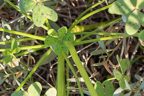 Cape Sorrel, Cape Cowslip leaves - Oxalis pes-caprae Other synonyms: Sourgrass, Soursob, Yellow Sorrel, Yellow-flowered Oxalis
https://www.jungledragon.com/image/88518/cape_sorrel_cape_cowslip_-_oxalis_pes-caprae.html Amvrakikos gulf,Cape Cowslip,Cape Sorrel,Eudicot,Europe,Flowering Plant,Geotagged,Greece,Magnoliophyta,Nature,Oxalidaceae,Oxalidales,Oxalis pes-caprae,Plantae,Western Greece,Wildlife,Winter,oxalis pes-caprae
