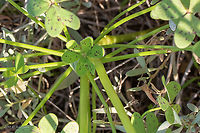 Cape Sorrel, Cape Cowslip leaves - Oxalis pes-caprae Other synonyms: Sourgrass, Soursob, Yellow Sorrel, Yellow-flowered Oxalis<br />
https://www.jungledragon.com/image/88518/cape_sorrel_cape_cowslip_-_oxalis_pes-caprae.html Amvrakikos gulf,Cape Cowslip,Cape Sorrel,Eudicot,Europe,Flowering Plant,Geotagged,Greece,Magnoliophyta,Nature,Oxalidaceae,Oxalidales,Oxalis pes-caprae,Plantae,Western Greece,Wildlife,Winter,oxalis pes-caprae