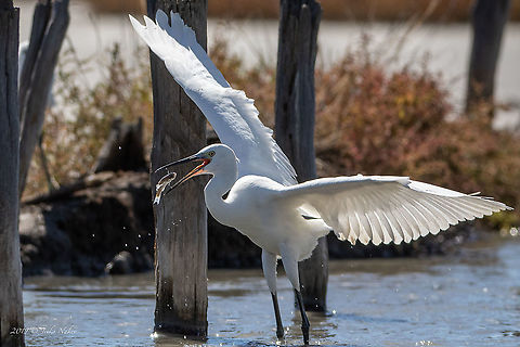 I got you! Egretta garzetta Animal,Animalia,Ardeidae,Atanasovsko lake,Aves,Bird,Bulgaria,Burgas,Chordata,Egretta garzetta,Europe,Fall,Geotagged,Little Egret,Little egret,Nature,Pelecaniformes,Wildlife
