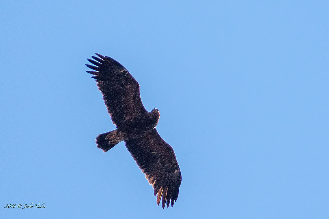 Eastern Imperial eagle - Aquila heliaca - high in the sky Captured during the birds migration monitoring at Tochkata (The Point) - the place at Atanasovsko lake near Burgas where each year more than 50 birders from different contries count the migrating birds. Accipitridae,Accipitriformes,Animal,Animalia,Aquila heliaca,Atanasovsko lake,Aves,Bird,Bird of prey,Bulgaria,Burgas,Chordata,Eastern imperial eagle,Europe,Fall,Geotagged,Nature,Wildlife