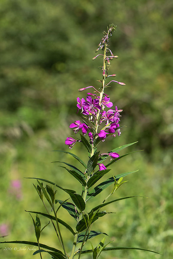 Rosebay willowherb - Epilobium angustifolium  Bulgaria,Chamaenerion angustifolium,Epilobium angustifolium,Eudicot,Europe,Flowering Plant,French willowherb,Geotagged,Magnoliophyta,Myrtales,Nature,Onagraceae,Plantae,Rosebay willowherb,Rosebay willowherb or fireweed,Summer,Vitosha Mountain Nature Park,Wildlife,Willowherb