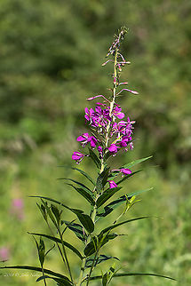 Rosebay willowherb - Epilobium angustifolium  Bulgaria,Chamaenerion angustifolium,Epilobium angustifolium,Eudicot,Europe,Flowering Plant,French willowherb,Geotagged,Magnoliophyta,Myrtales,Nature,Onagraceae,Plantae,Rosebay willowherb,Rosebay willowherb or fireweed,Summer,Vitosha Mountain Nature Park,Wildlife,Willowherb