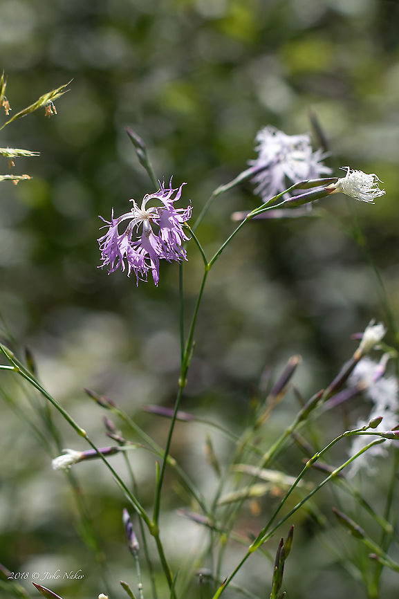 Fringed pink - Dianthus superbus  Bulgaria,Dianthus superbus,Eudicot,Flowering Plant,Fringed pink,Geotagged,Magnoliophyta,Myrtales,Nature,Onagraceae,Plantae,Summer,Wildlife,Willowherb